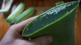 aloes