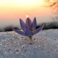 Здесь и сейчас. Мысли о медитации Здесь и сейчас. Мысли о медитации