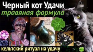 черный кот удачи